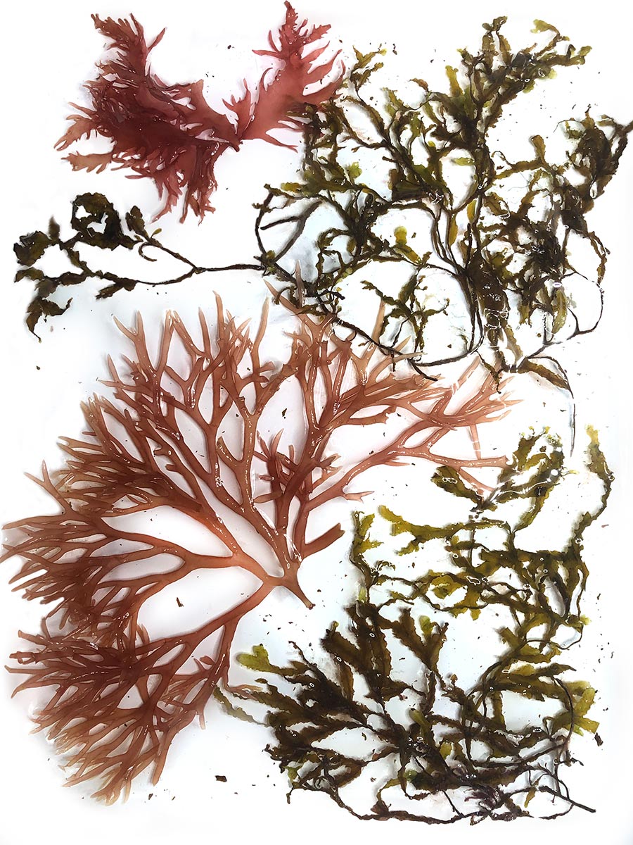 Alage-Composition-2_Alexandra-Knie