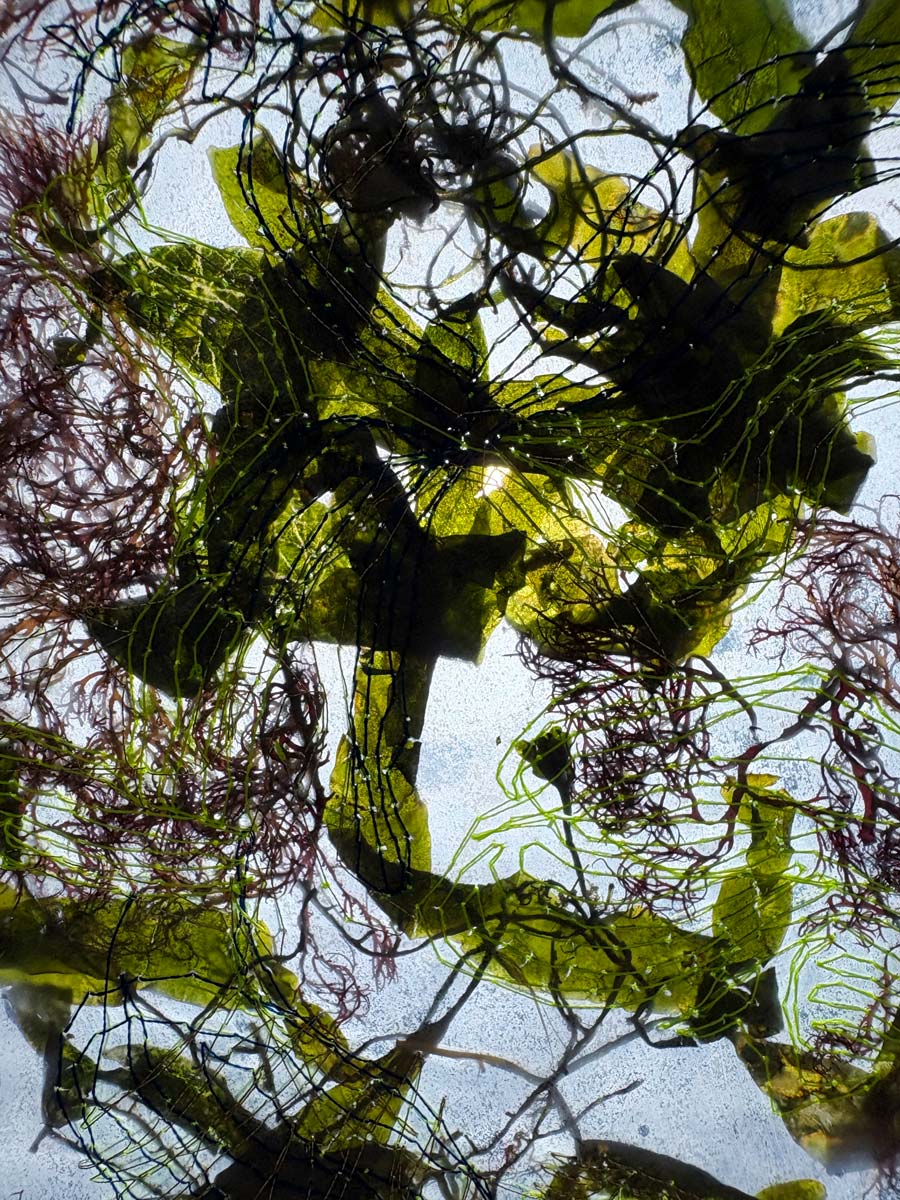 Intervened-Algae_process_1