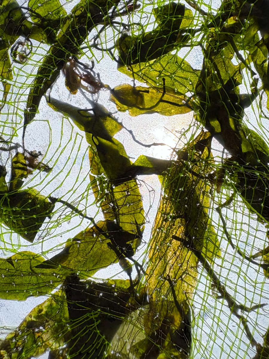 Intervened-Algae_process_3_Alexandra-Knie_2025